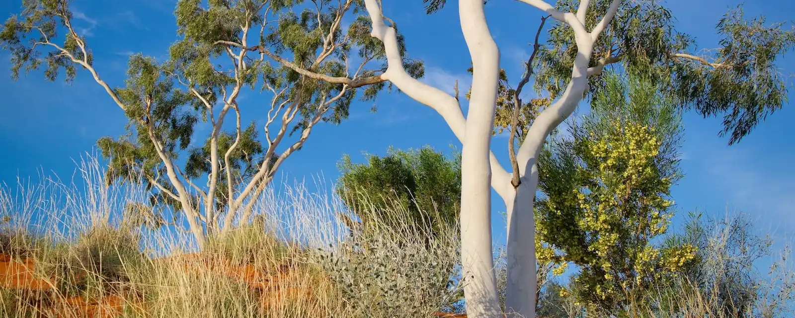 Desert Gum Trees